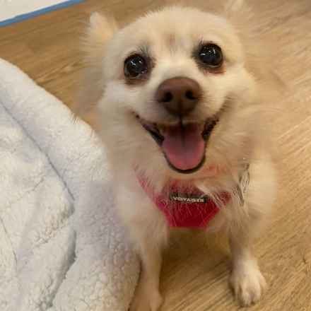 The Rachel (Gnocchi)