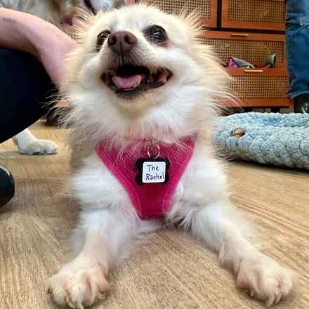 The Rachel (Gnocchi)