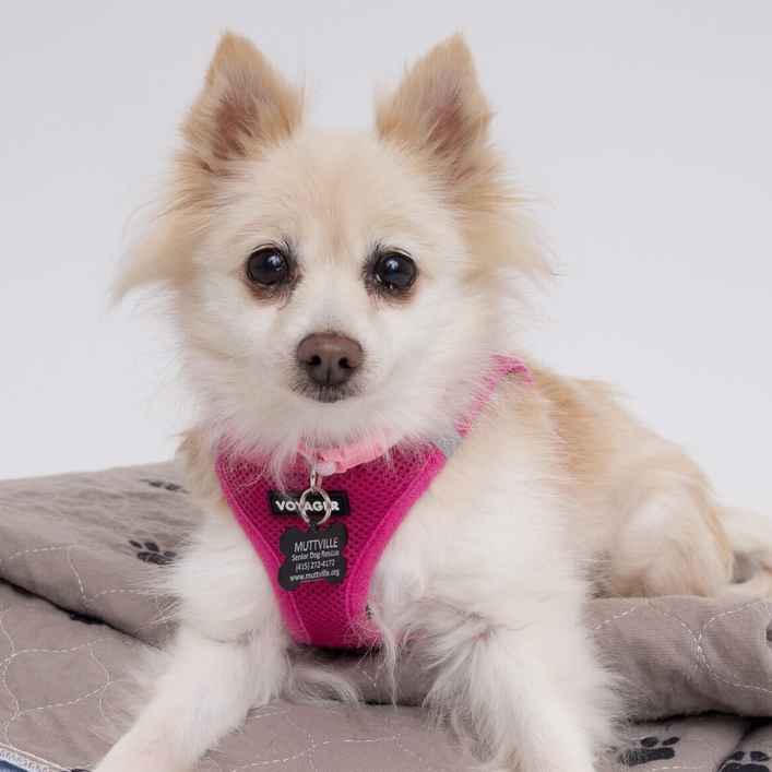 The Rachel (Gnocchi)