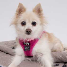 The Rachel (Gnocchi)