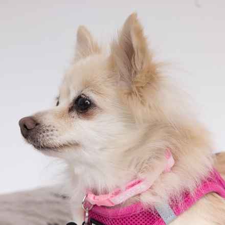 The Rachel (Gnocchi)