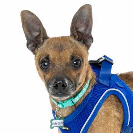 Michelangelo (Chewie)