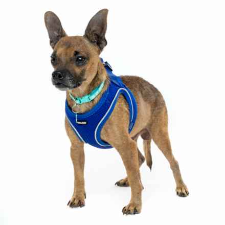 Michelangelo (Chewie)