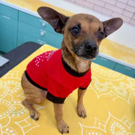 Michelangelo (Chewie)