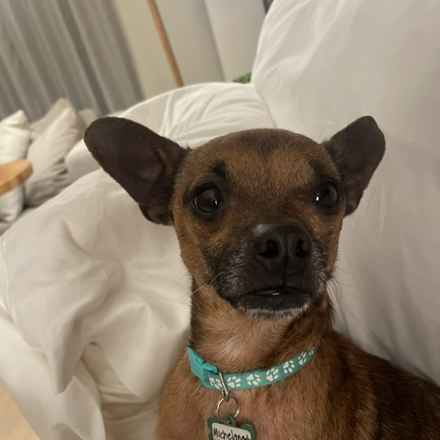 Michelangelo (Chewie)