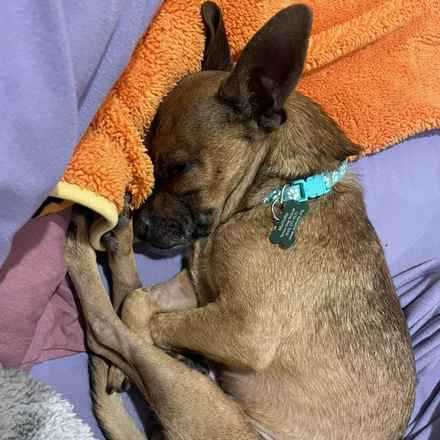 Michelangelo (Chewie)