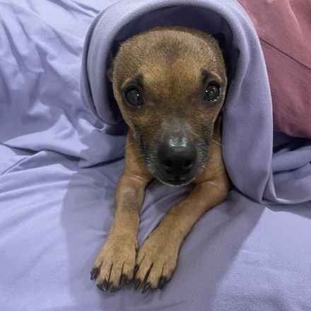 Michelangelo (Chewie)