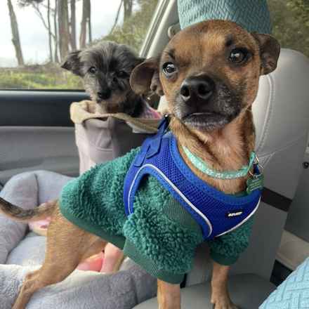 Michelangelo (Chewie)