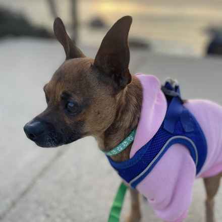 Michelangelo (Chewie)