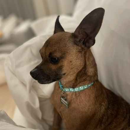 Michelangelo (Chewie)