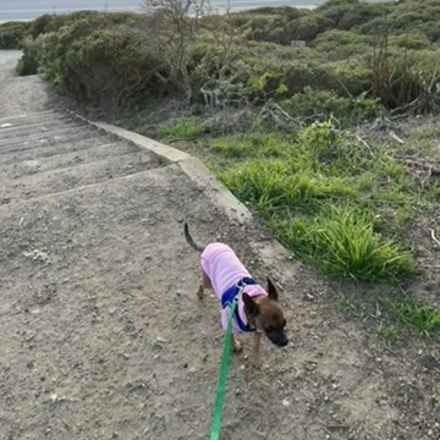 Michelangelo (Chewie)