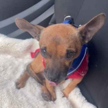 Michelangelo (Chewie)