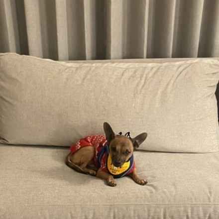 Michelangelo (Chewie)