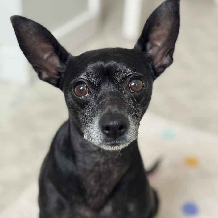 Terrier