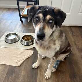 Willow Wags
