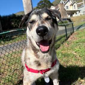 Willow Wags