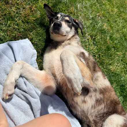 Willow Wags