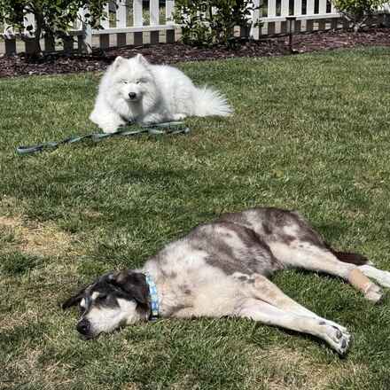 Willow Wags