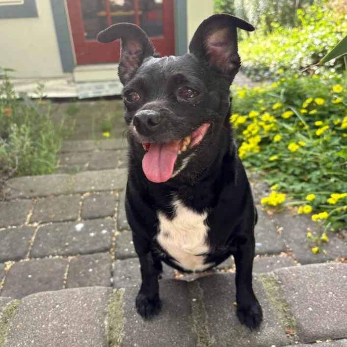 Chihuahua