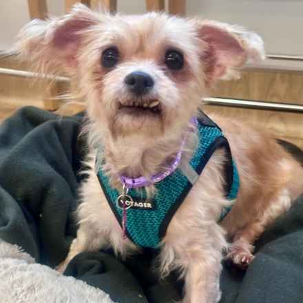 Clutch