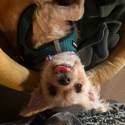 Clutch