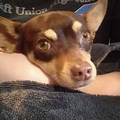 Rolo.