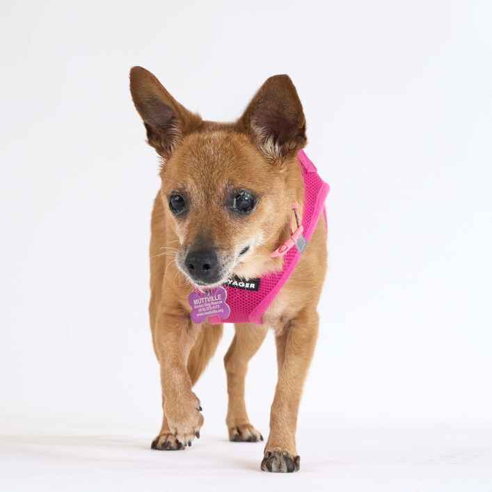 Chihuahua