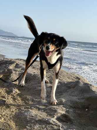Bailey!!