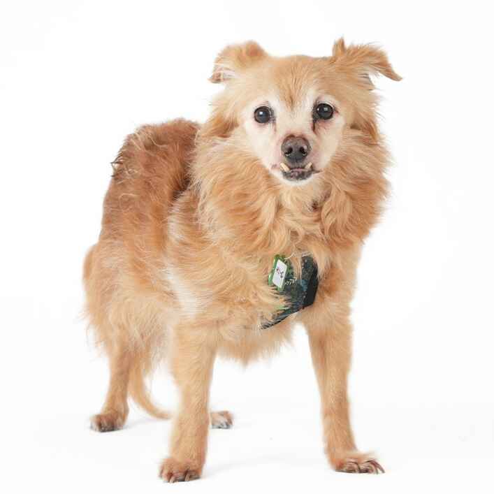 Pomeranian