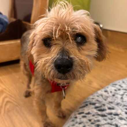 Alf