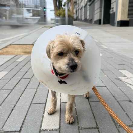 Alf