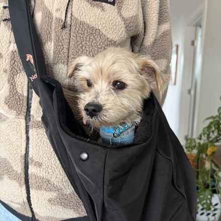 Smurf