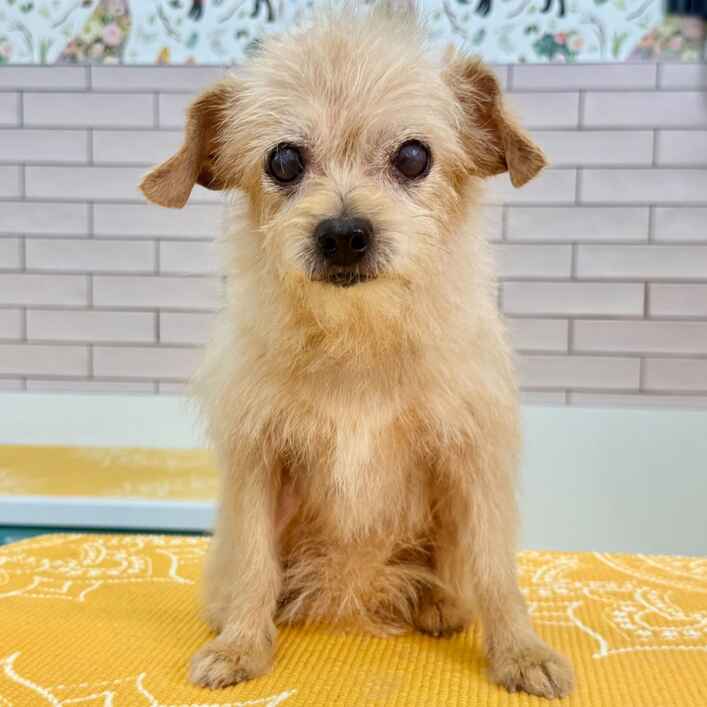 Terrier