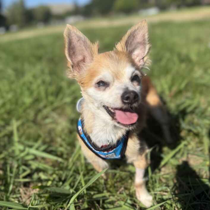 Chihuahua