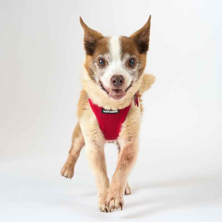 Chihuahua