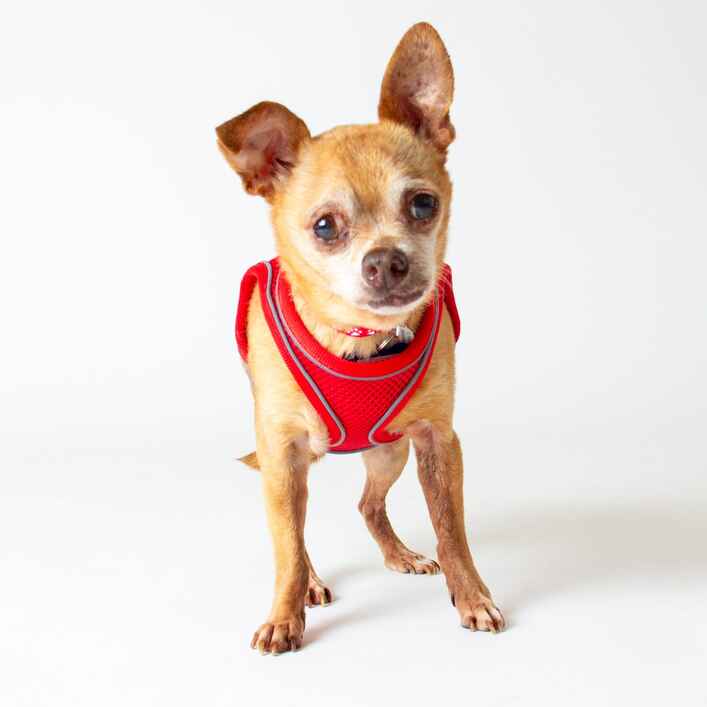 Chihuahua