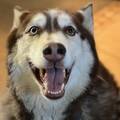 Duke...Urgent!