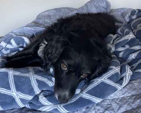 Bailey Bae