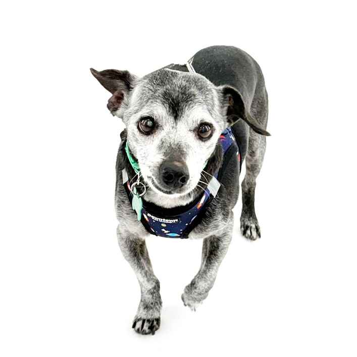Bachelor Button (aka Bobo)