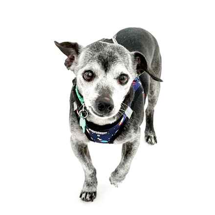 Bachelor Button (aka Bobo)