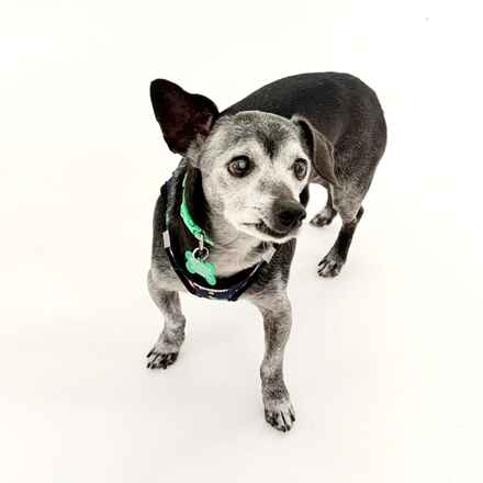 Bachelor Button (aka Bobo)