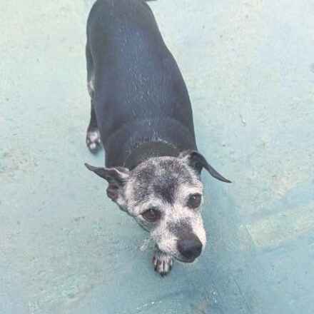 Bachelor Button (aka Bobo)