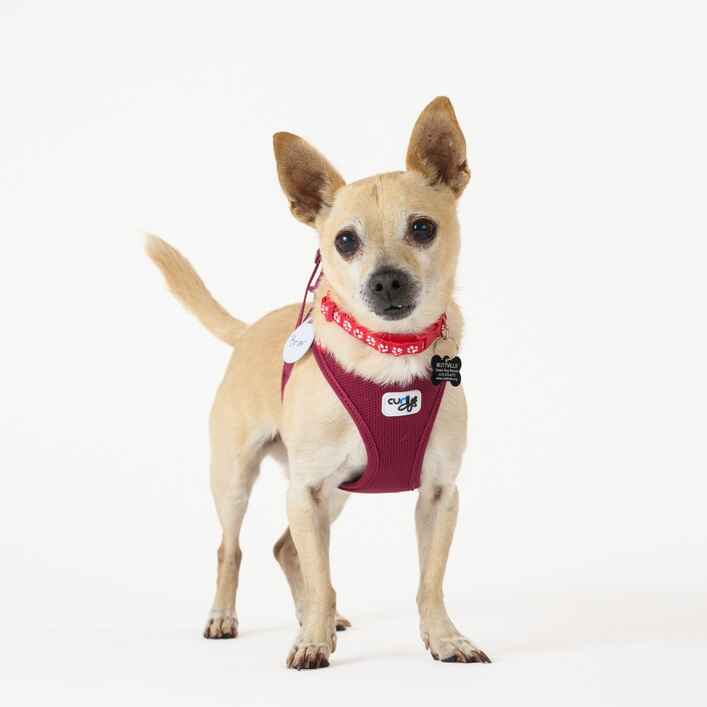 Chihuahua