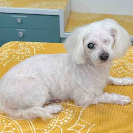 Freesia