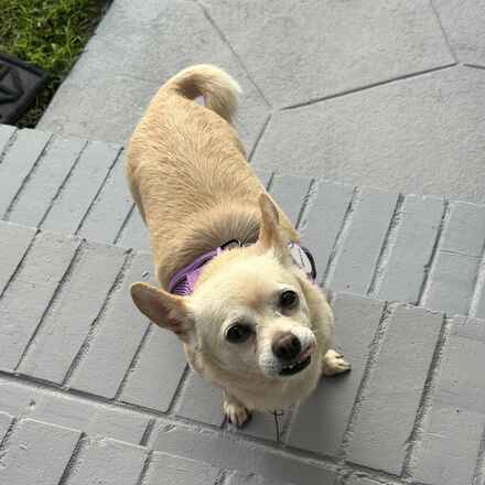 Tamarind