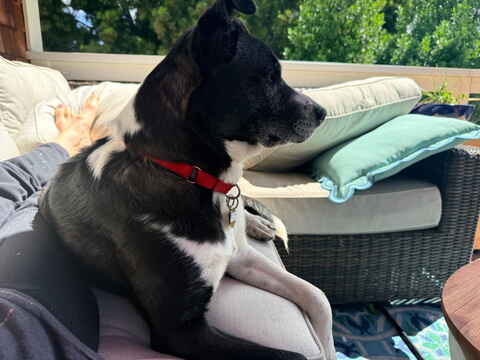 Miss Oreo “Double Stuff”