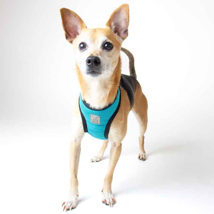 Chihuahua