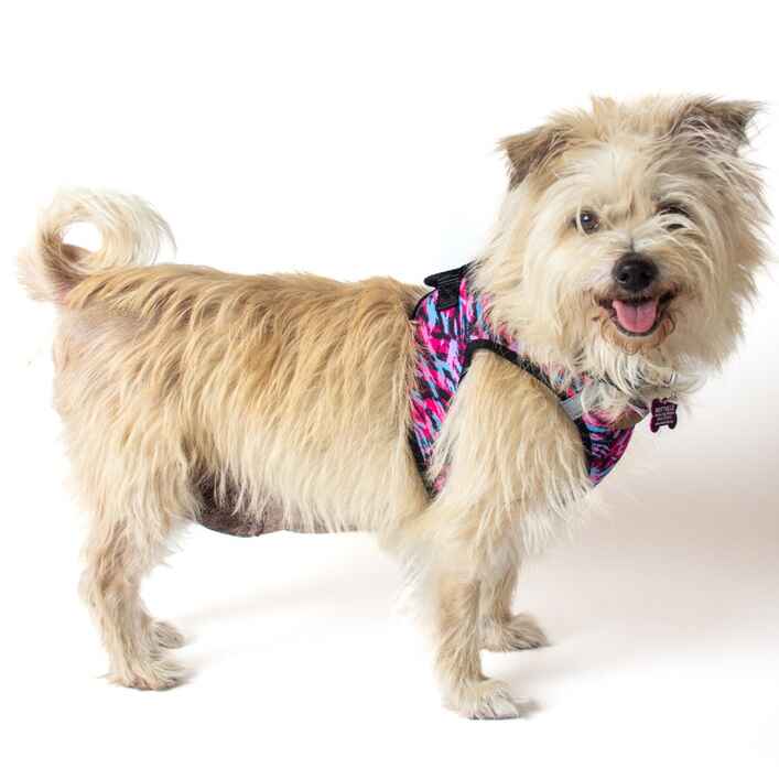 Wheaten