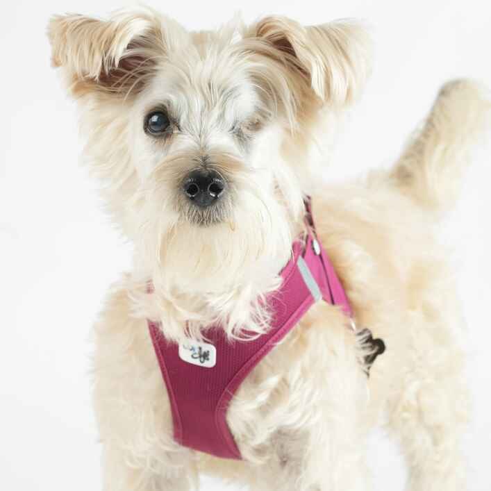 Schnauzer