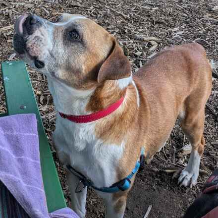 Honcho